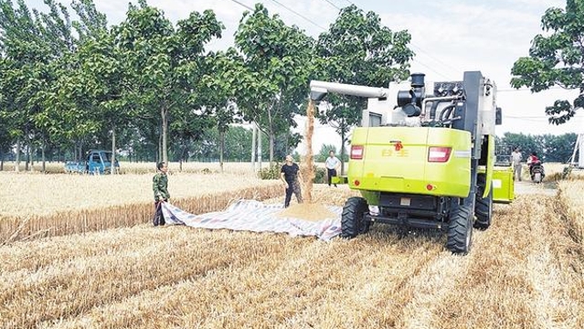 商水縣平店鄉農民喜收優質小麥